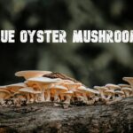 Blue Oyster Mushroom