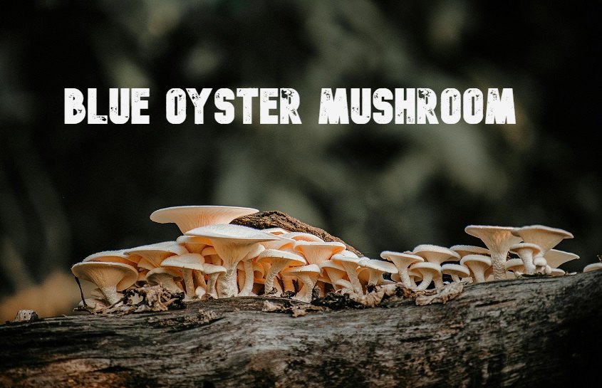 Blue Oyster Mushroom: A Complete Guide to Growing, Cooking, and Enjoying This Superfood